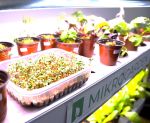 plants in hydroponic system